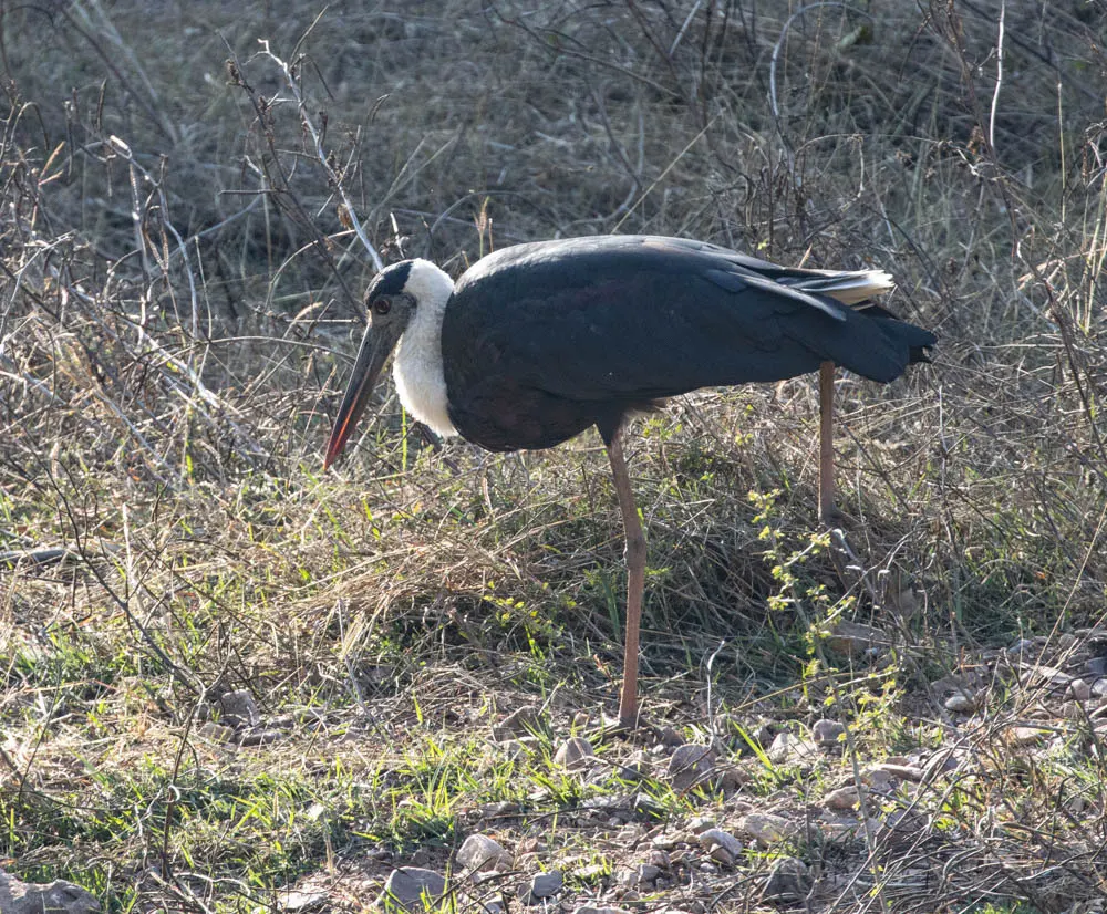 白颈鹳(Ciconia episcopus)