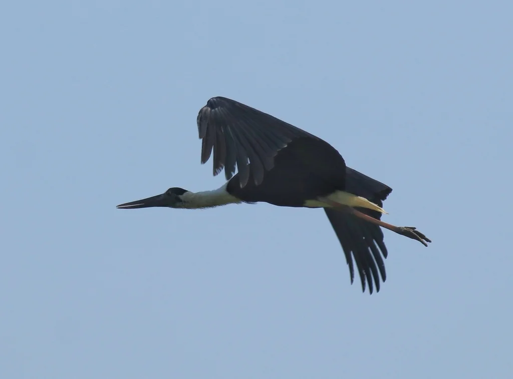 白颈鹳(Ciconia episcopus)