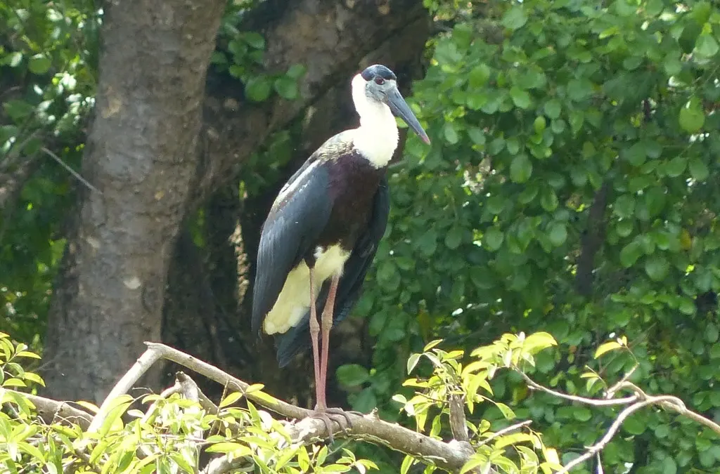 白颈鹳(Ciconia episcopus)