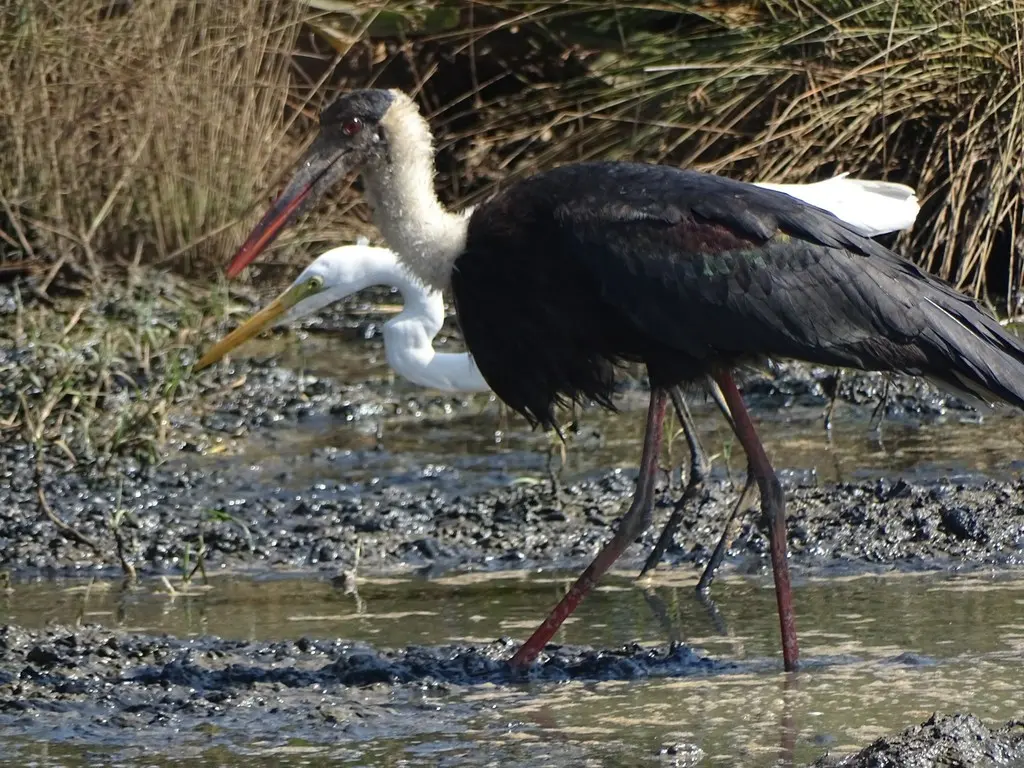 白颈鹳(Ciconia episcopus)