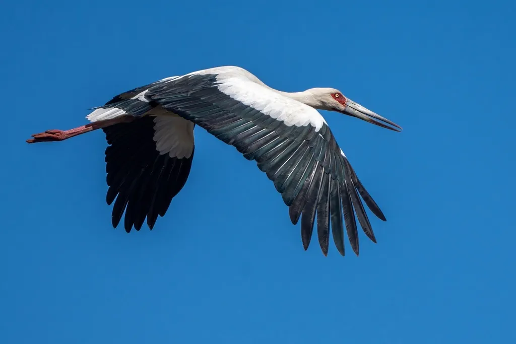 黑尾鹳(Ciconia maguari)