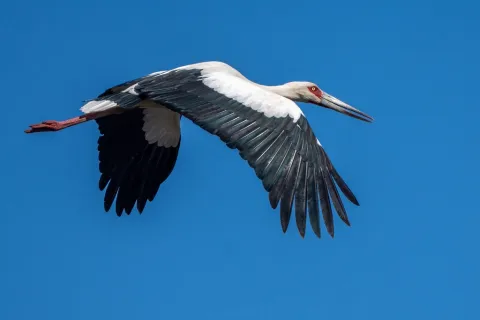 黑尾鹳