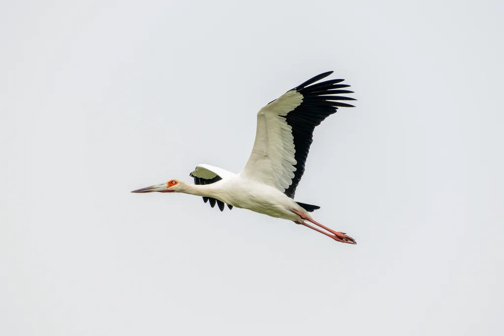 黑尾鹳(Ciconia maguari)