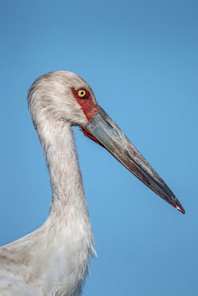黑尾鹳(Ciconia maguari)