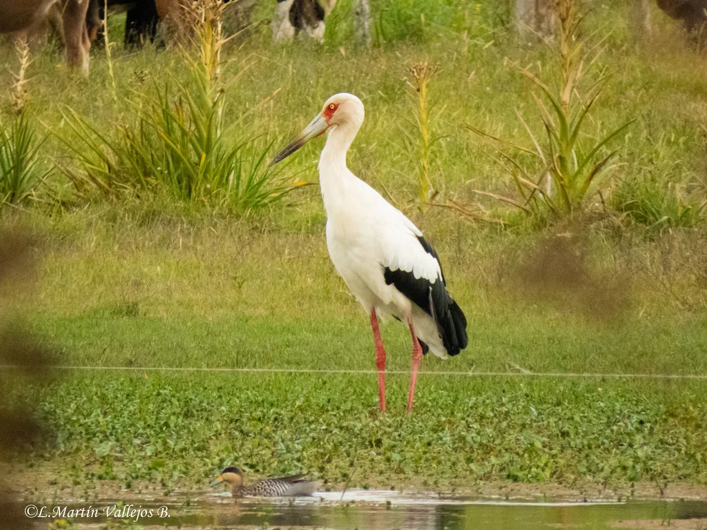 黑尾鹳(Ciconia maguari)