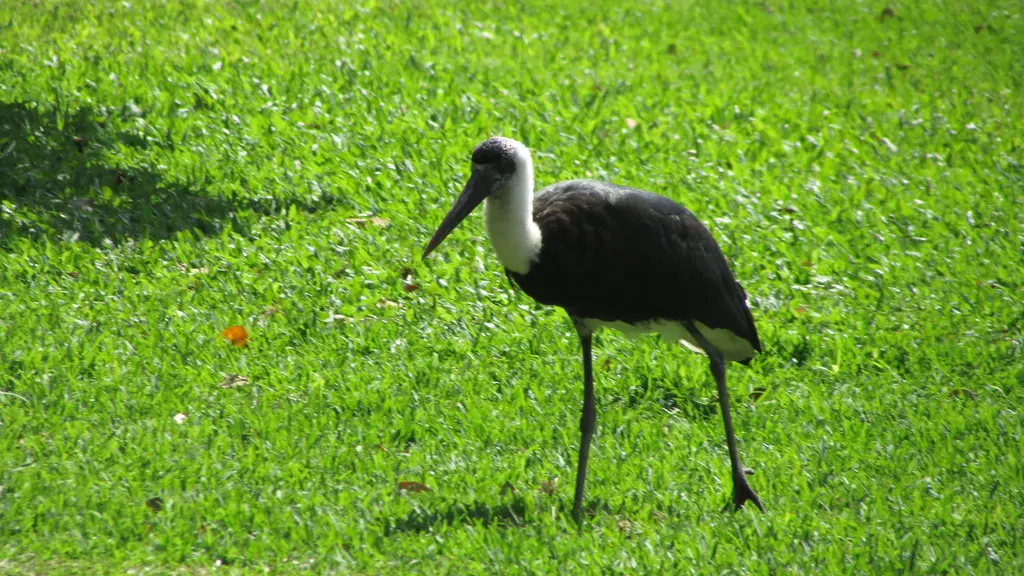非洲白颈鹳(Ciconia microscelis)