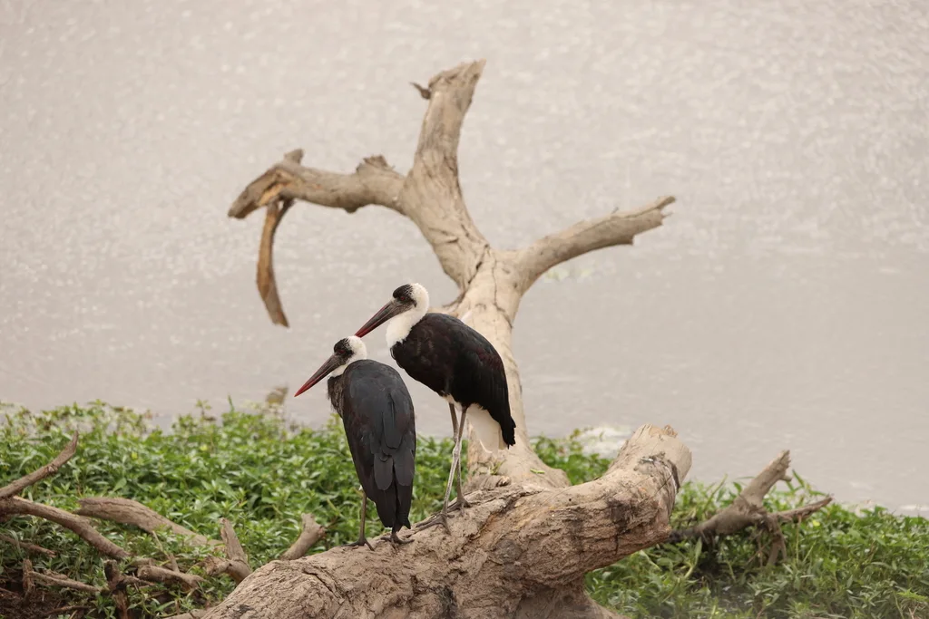 非洲白颈鹳(Ciconia microscelis)
