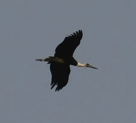 非洲白颈鹳(Ciconia microscelis)