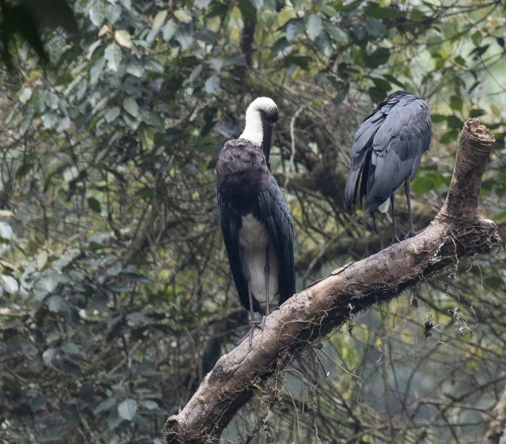 非洲白颈鹳(Ciconia microscelis)