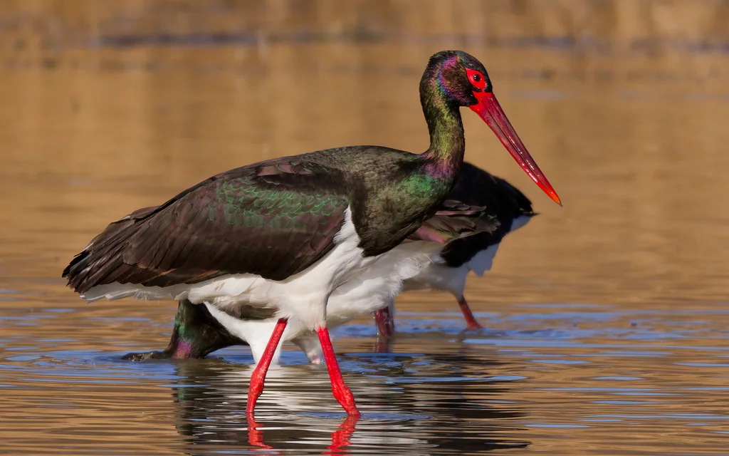 黑鹳(Ciconia nigra)