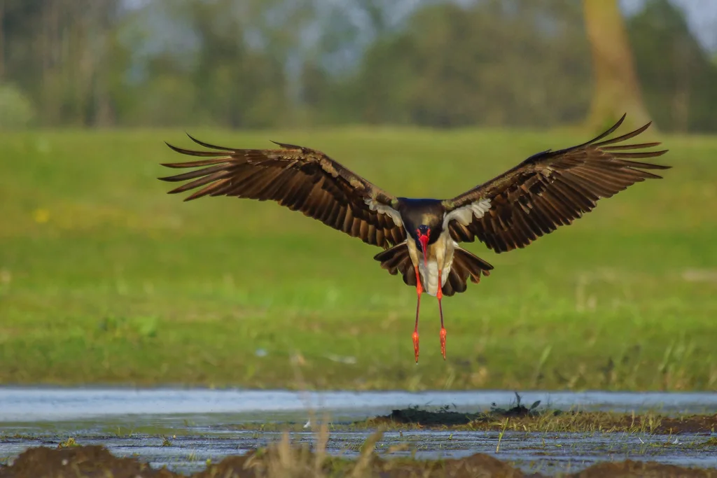 黑鹳(Ciconia nigra)