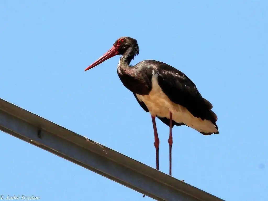 黑鹳(Ciconia nigra)