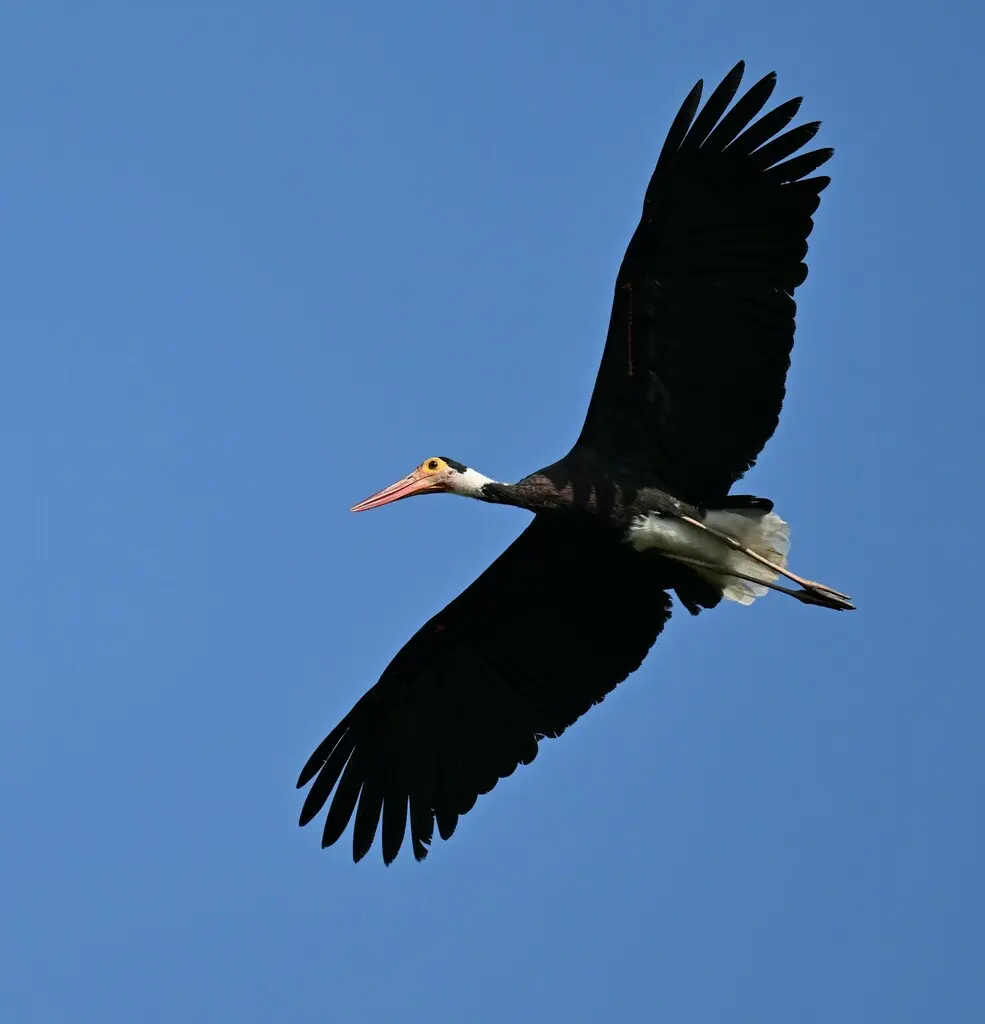 黄脸鹳(Ciconia stormi)