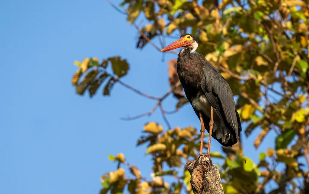 黄脸鹳(Ciconia stormi)
