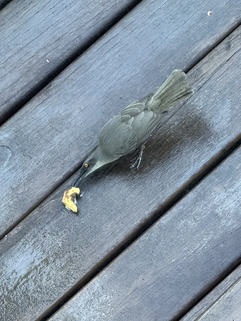 灰旋木嘲鸫(Cinclocerthia gutturalis)