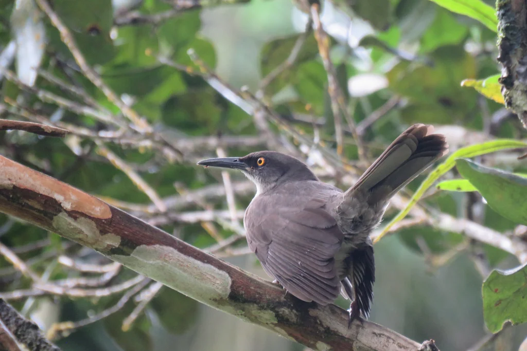 灰旋木嘲鸫(Cinclocerthia gutturalis)
