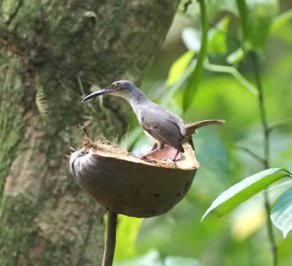灰旋木嘲鸫(Cinclocerthia gutturalis)