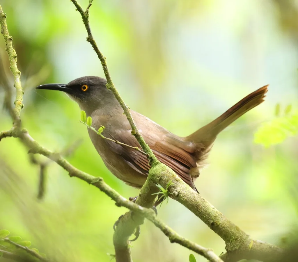 红尾旋木嘲鸫(Cinclocerthia ruficauda)