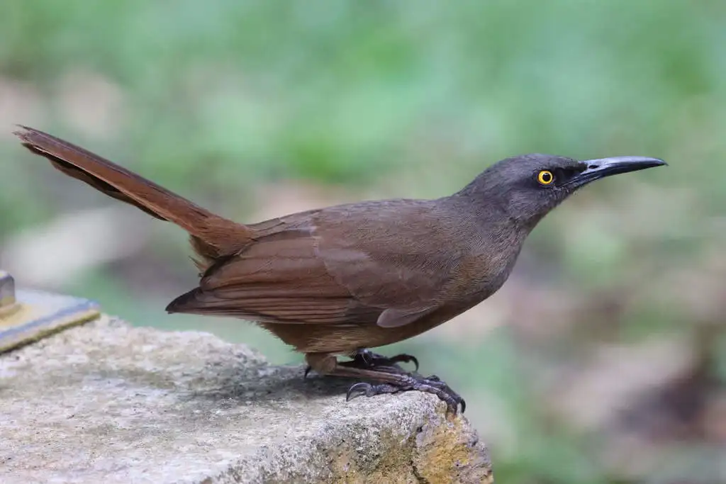 红尾旋木嘲鸫(Cinclocerthia ruficauda)