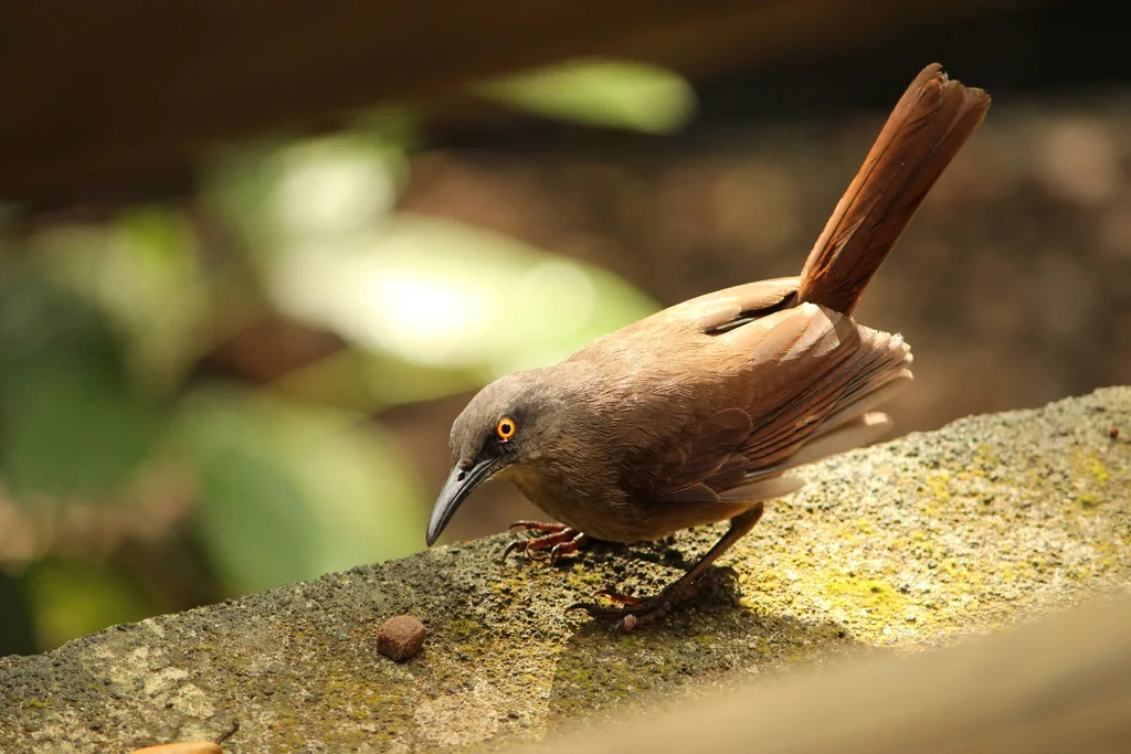 红尾旋木嘲鸫(Cinclocerthia ruficauda)