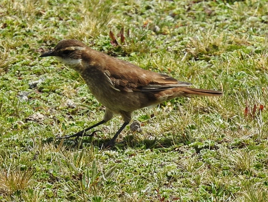 红翅抖尾地雀(Cinclodes albidiventris)