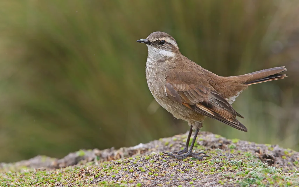 红翅抖尾地雀(Cinclodes albidiventris)