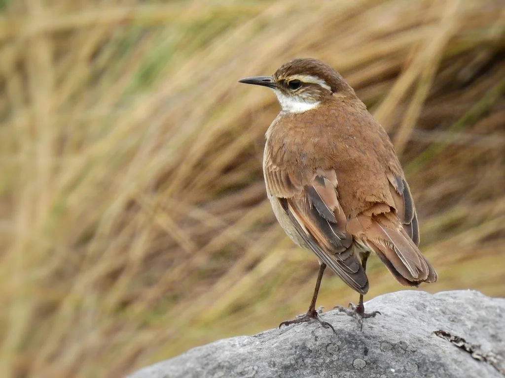 红翅抖尾地雀(Cinclodes albidiventris)