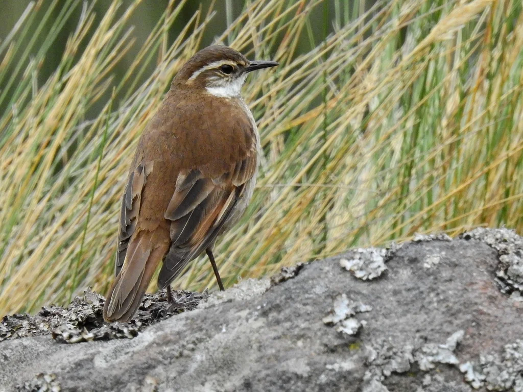 红翅抖尾地雀(Cinclodes albidiventris)