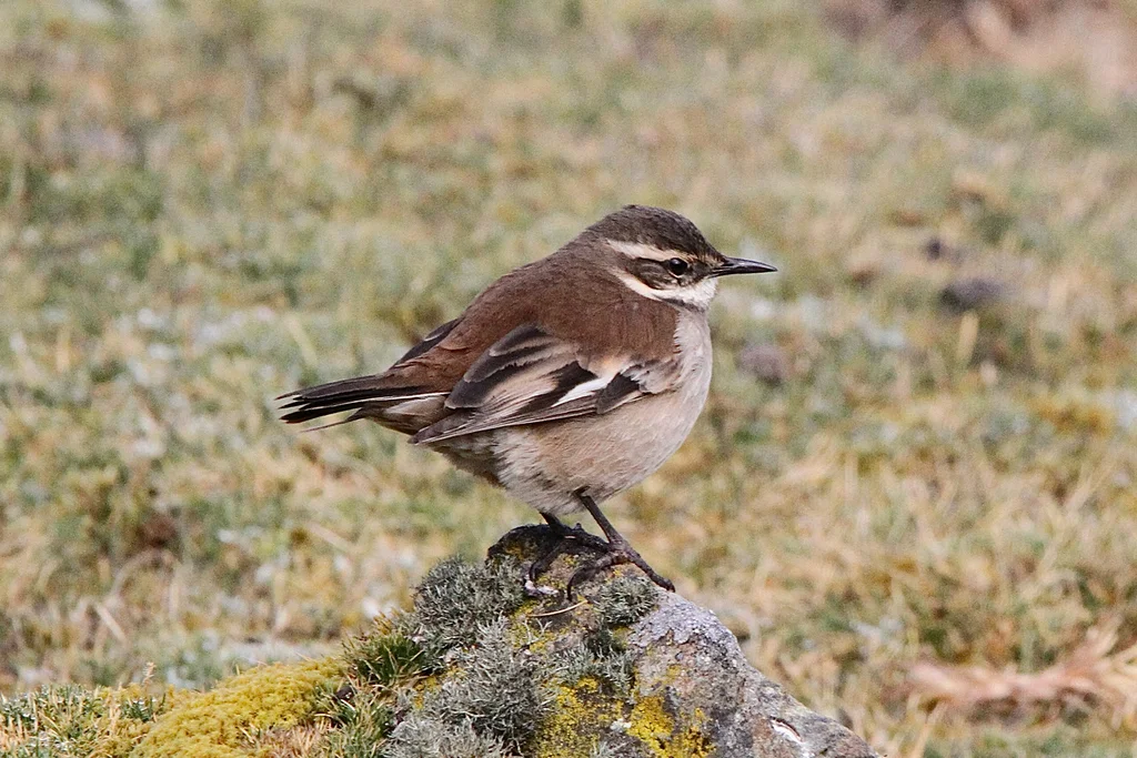 淡翅抖尾地雀(Cinclodes albiventris)