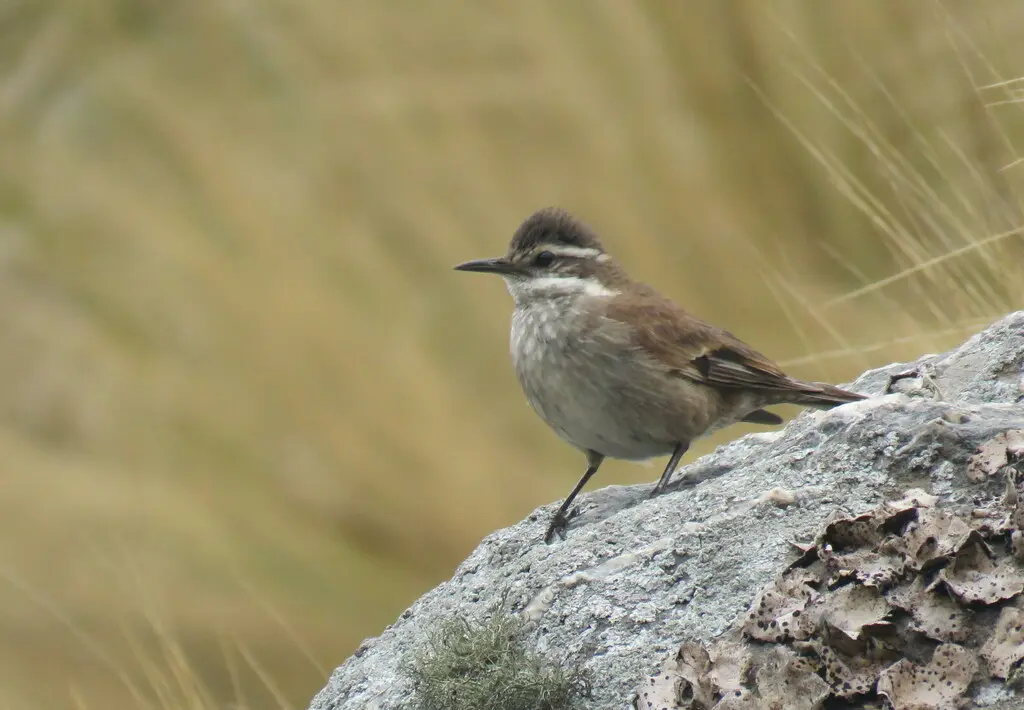 淡翅抖尾地雀(Cinclodes albiventris)
