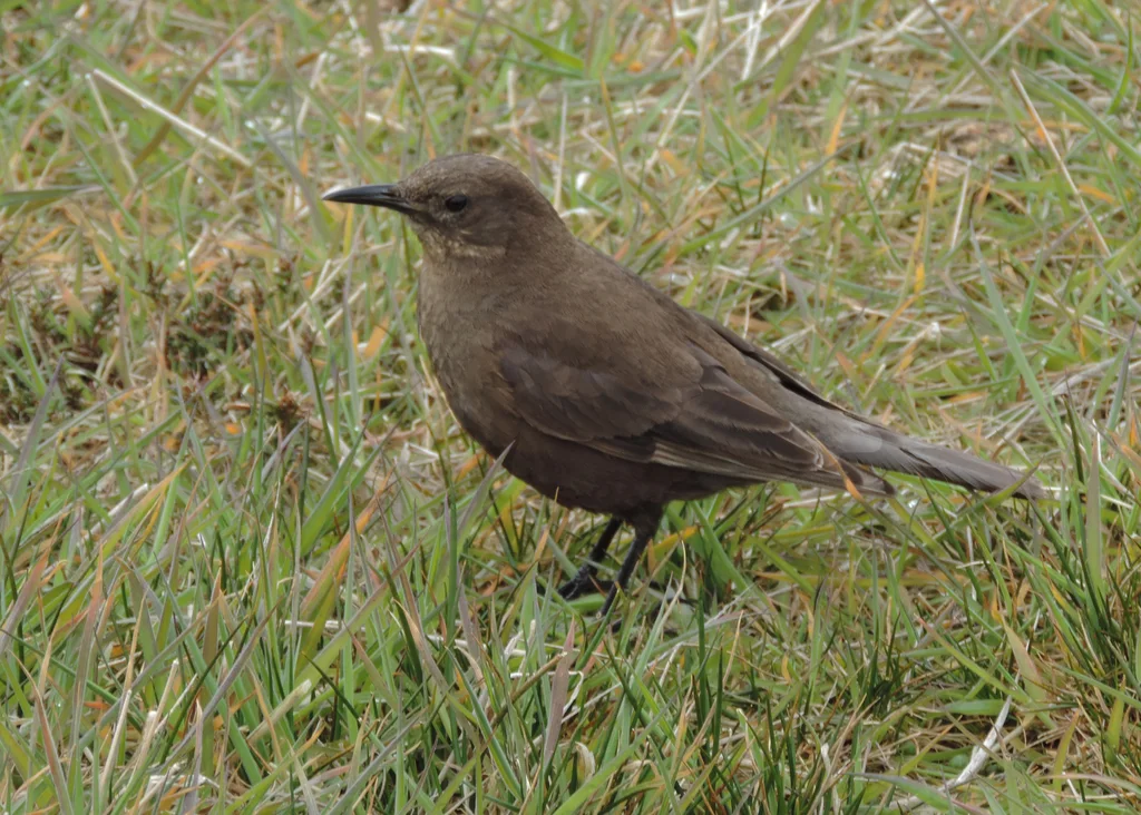 淡黑抖尾地雀(Cinclodes antarcticus)