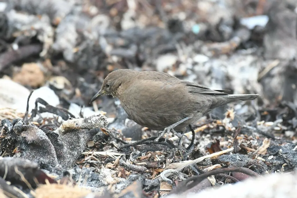 淡黑抖尾地雀(Cinclodes antarcticus)