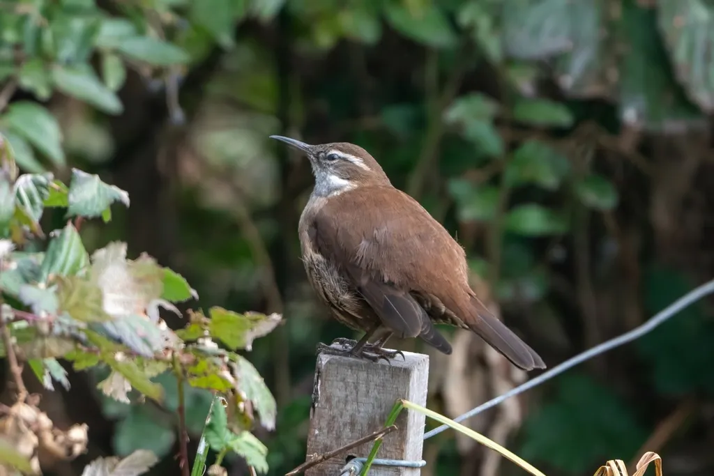 白翅抖尾地雀(Cinclodes atacamensis)