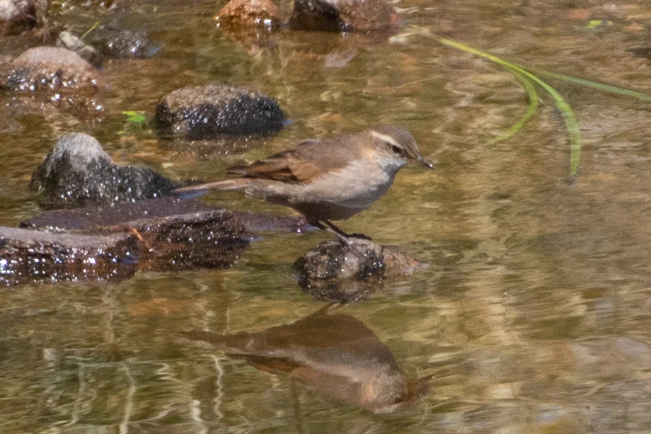科尔抖尾地雀(Cinclodes comechingonus)