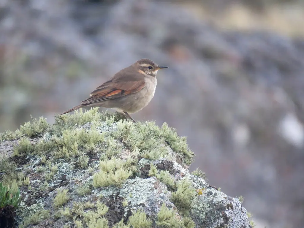 科尔抖尾地雀(Cinclodes comechingonus)