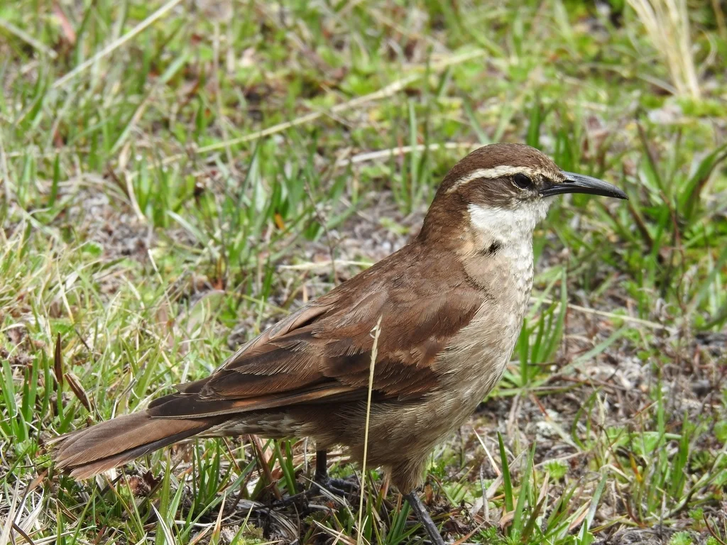 粗嘴抖尾地雀(Cinclodes excelsior)
