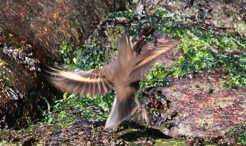 海滨抖尾地雀(Cinclodes nigrofumosus)