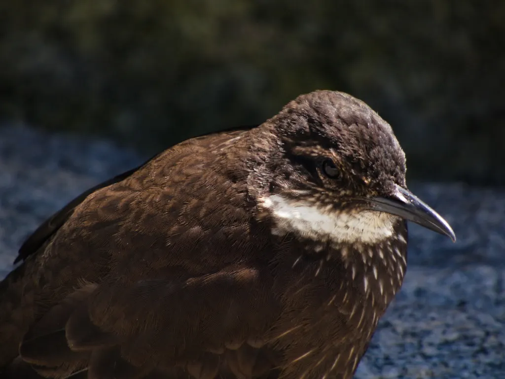 海滨抖尾地雀(Cinclodes nigrofumosus)
