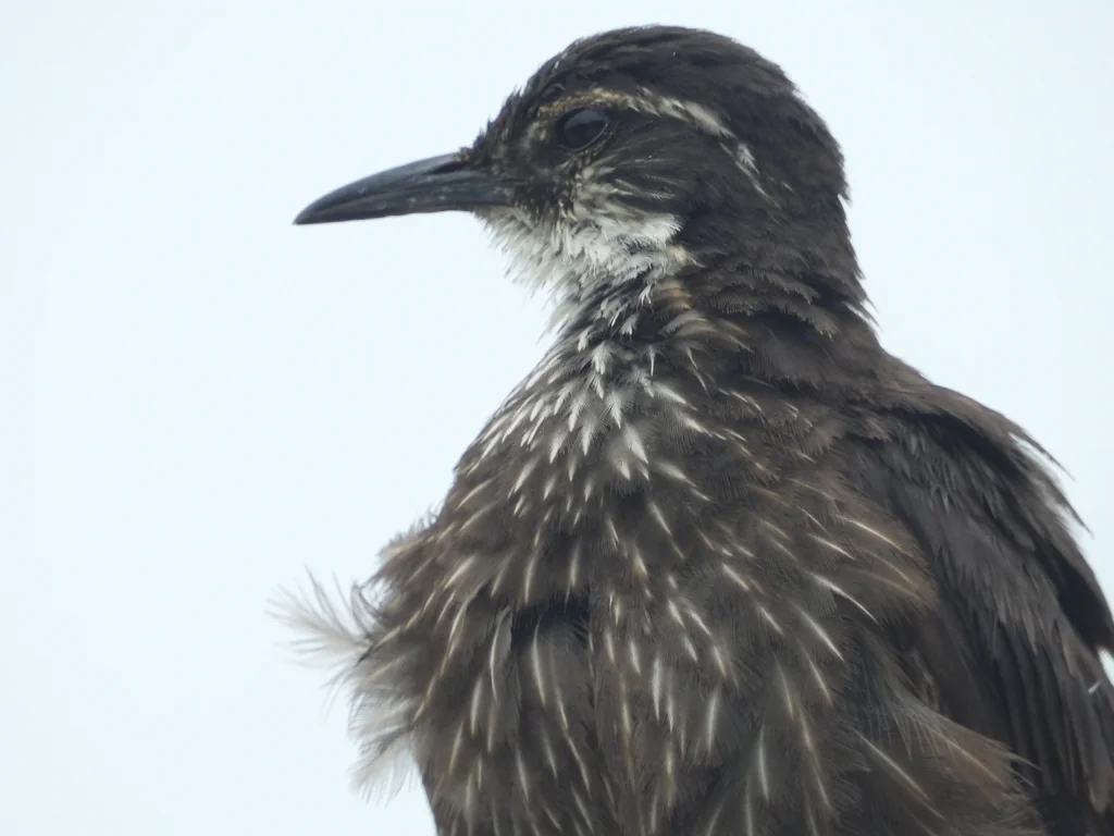 海滨抖尾地雀(Cinclodes nigrofumosus)