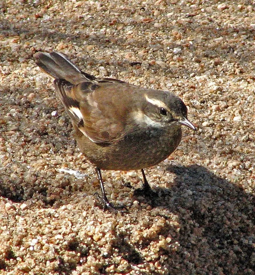 奥氏抖尾地雀(Cinclodes olrogi)