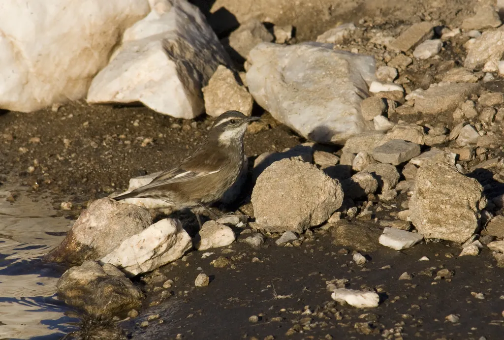 奥氏抖尾地雀(Cinclodes olrogi)