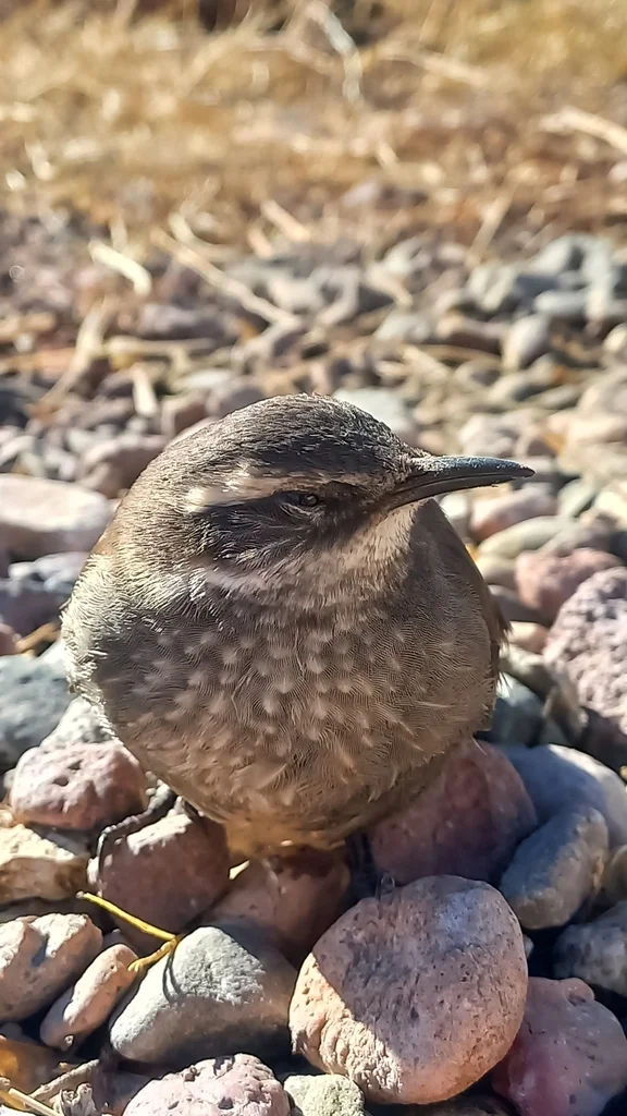 灰胁抖尾地雀(Cinclodes oustaleti)