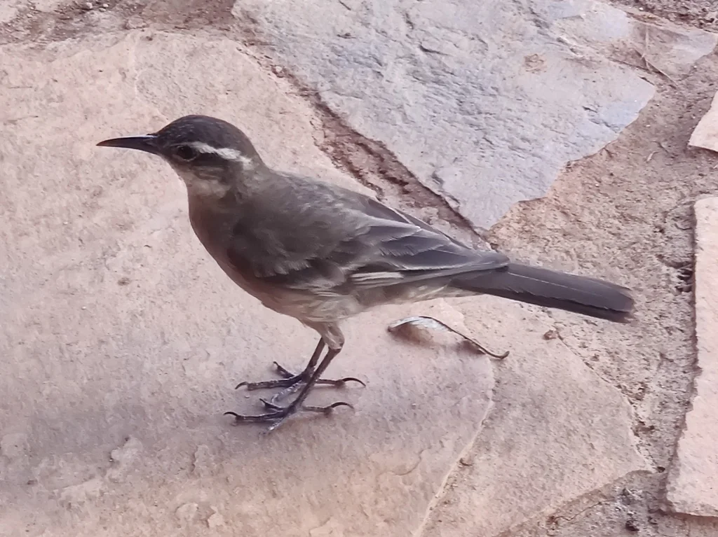 长尾抖尾地雀(Cinclodes pabsti)