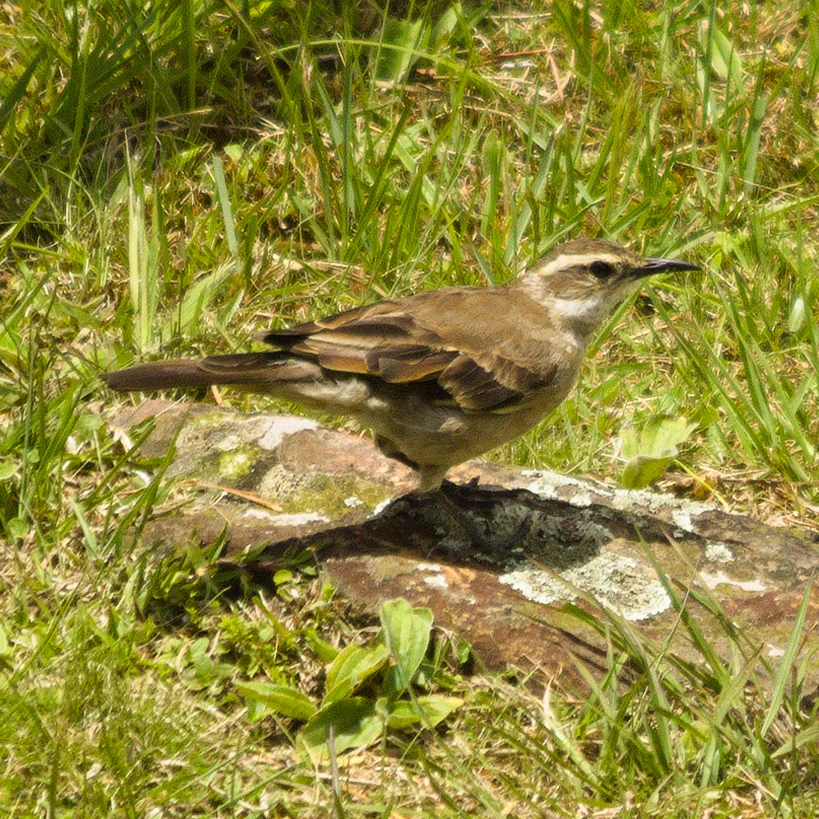 长尾抖尾地雀(Cinclodes pabsti)