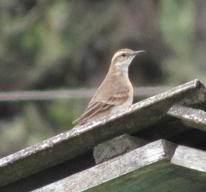 长尾抖尾地雀(Cinclodes pabsti)
