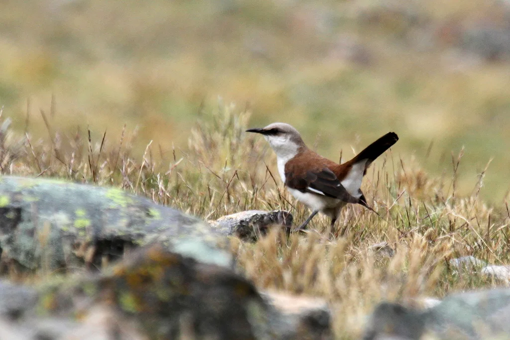 白腹抖尾地雀(Cinclodes palliatus)