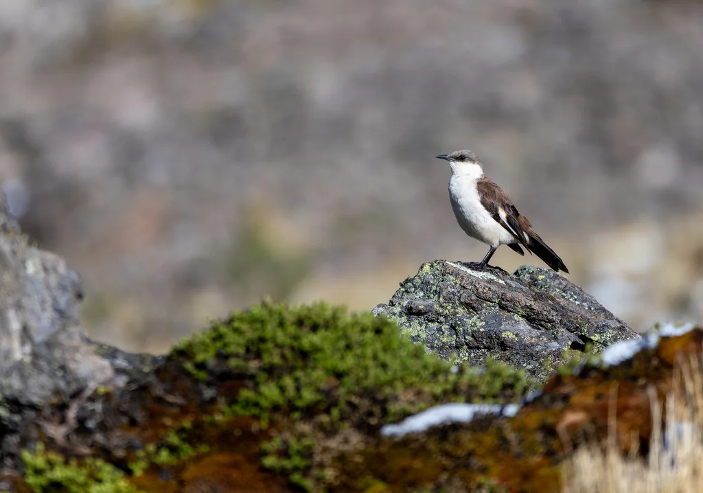 白腹抖尾地雀(Cinclodes palliatus)