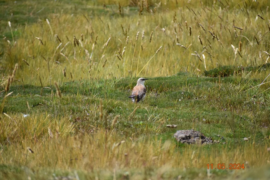 白腹抖尾地雀(Cinclodes palliatus)
