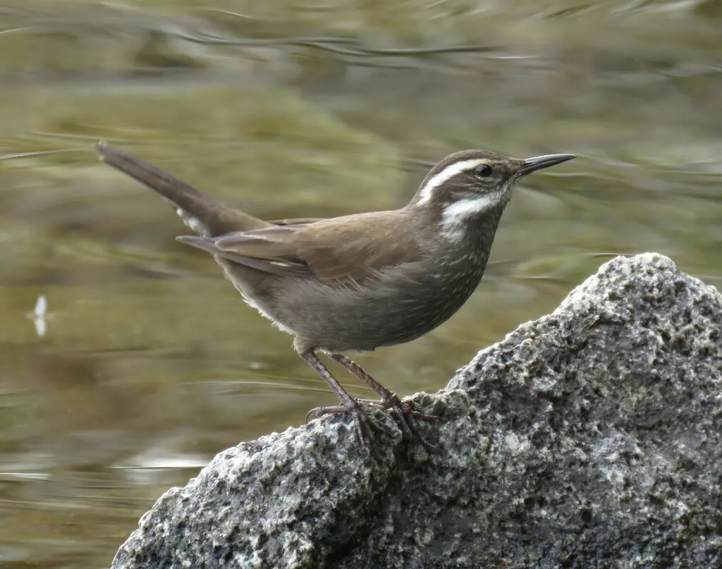 暗腹抖尾地雀(Cinclodes patagonicus)