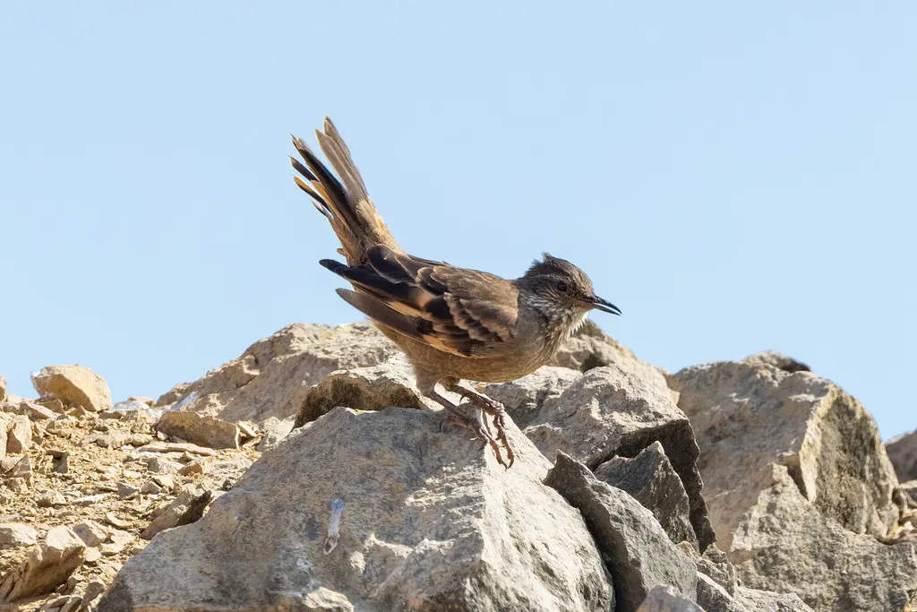 逐浪抖尾地雀(Cinclodes taczanowskii)